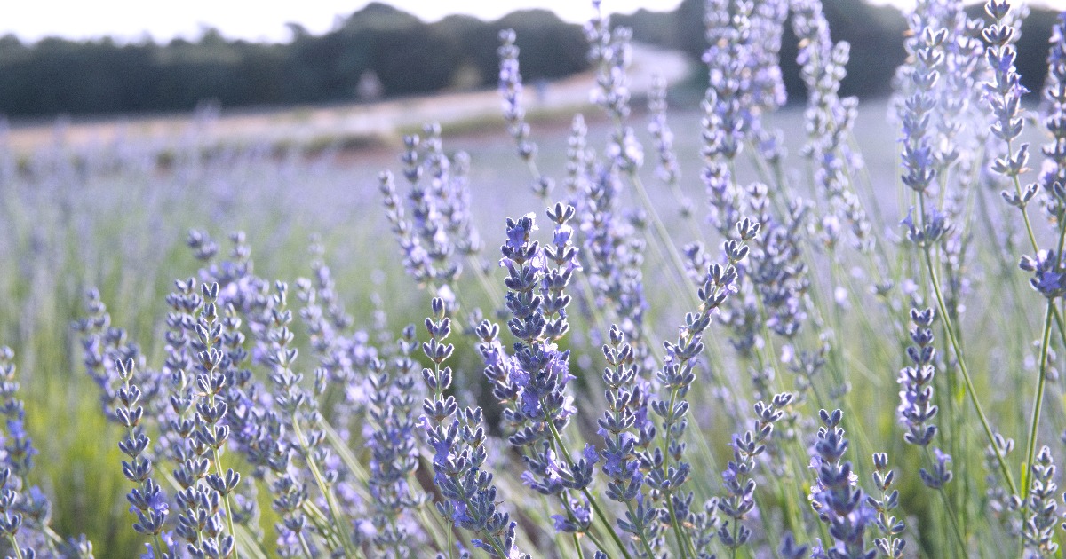 often-overlooked-uses-for-lavender-essential-oil-acp